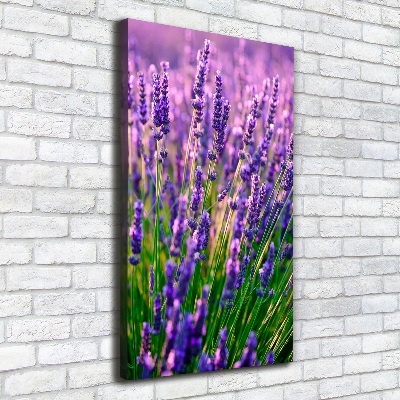 Canvas wall art Lavender field