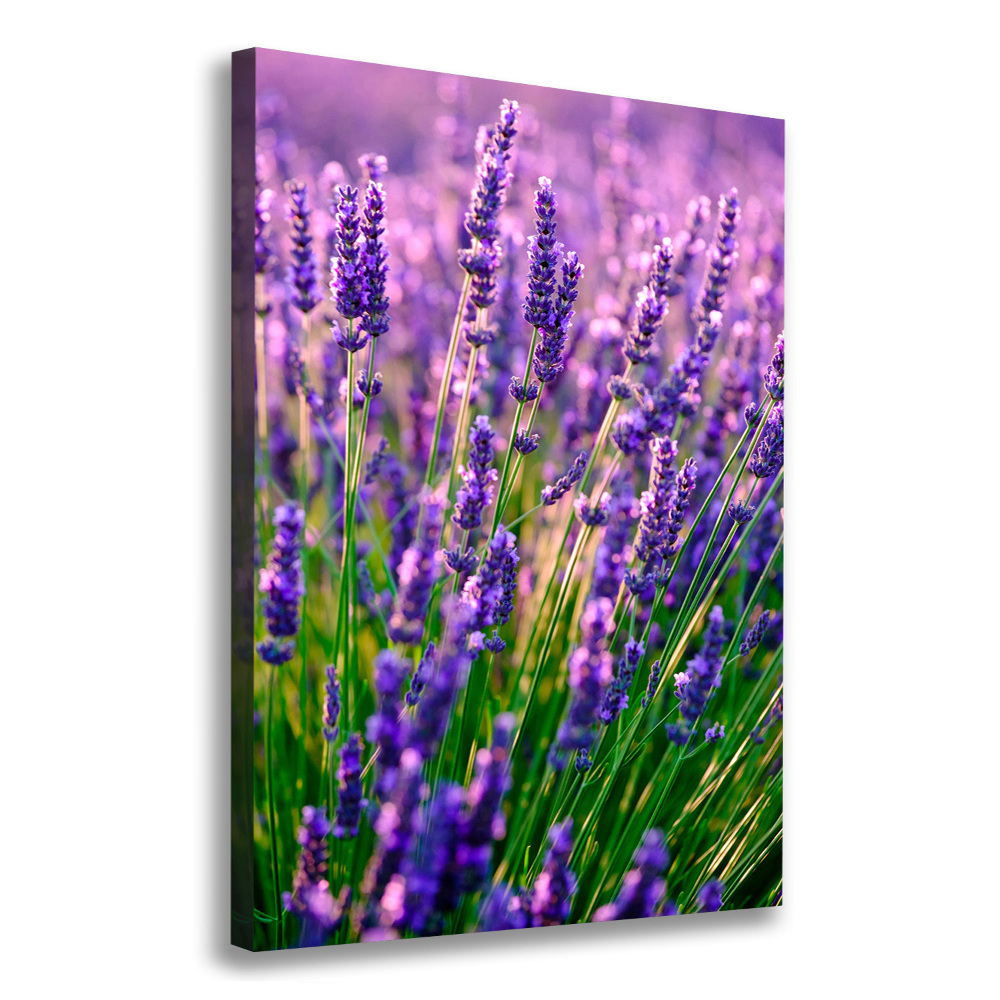 Canvas wall art Lavender field