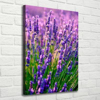 Canvas wall art Lavender field