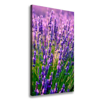 Canvas wall art Lavender field