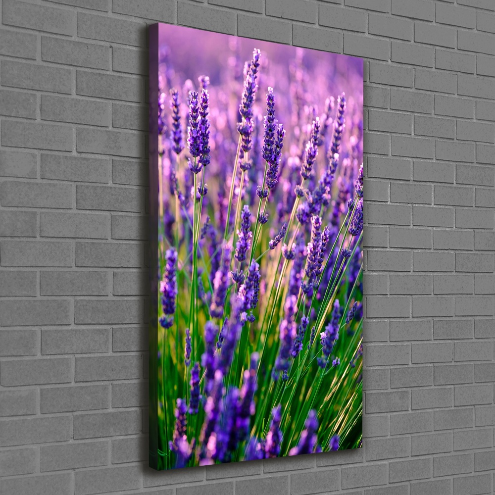 Canvas wall art Lavender field