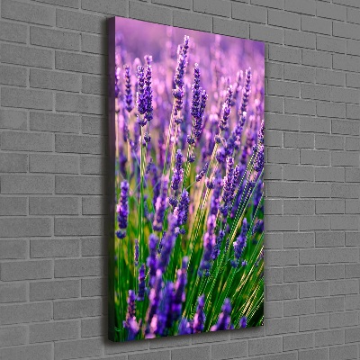 Canvas wall art Lavender field