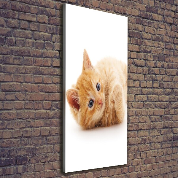 Large canvas wall art Little Rudy Cat