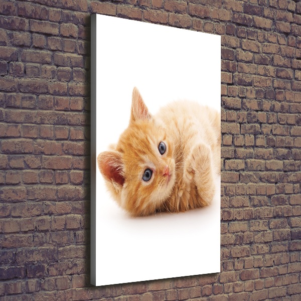 Large canvas wall art Little Rudy Cat