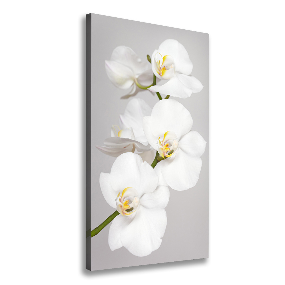 Large canvas wall art White orchid