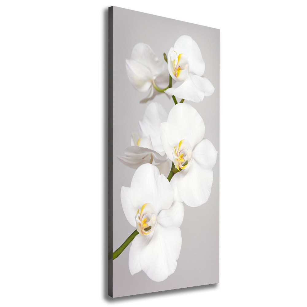 Large canvas wall art White orchid