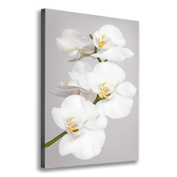 Large canvas wall art White orchid