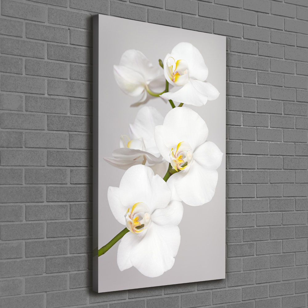 Large canvas wall art White orchid