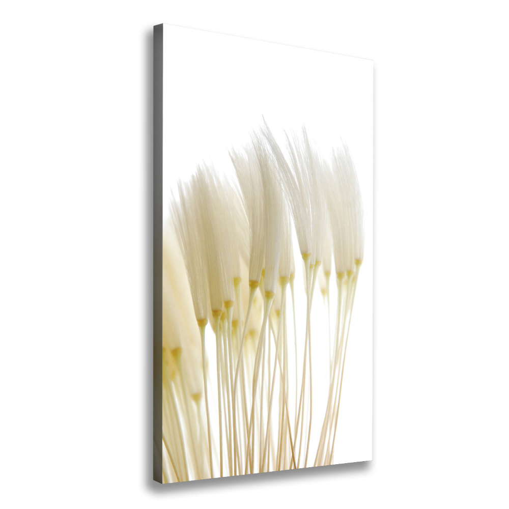 Canvas print Dandelion seeds