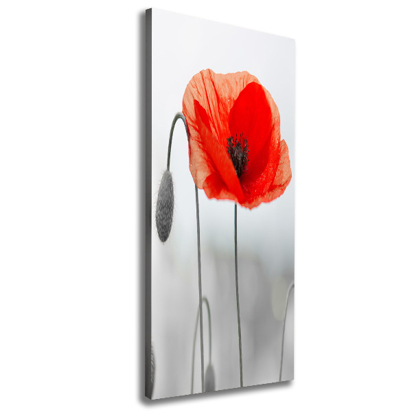 Large canvas wall art Field poppies