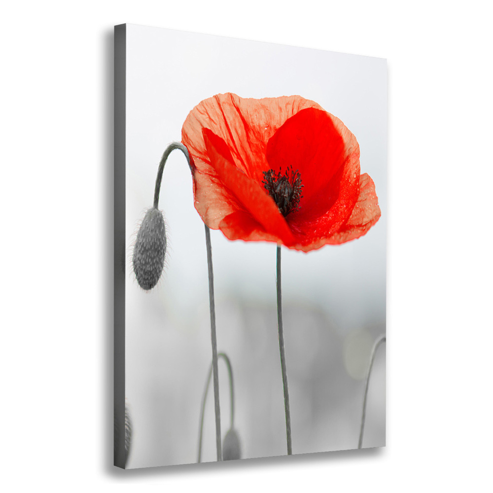 Large canvas wall art Field poppies