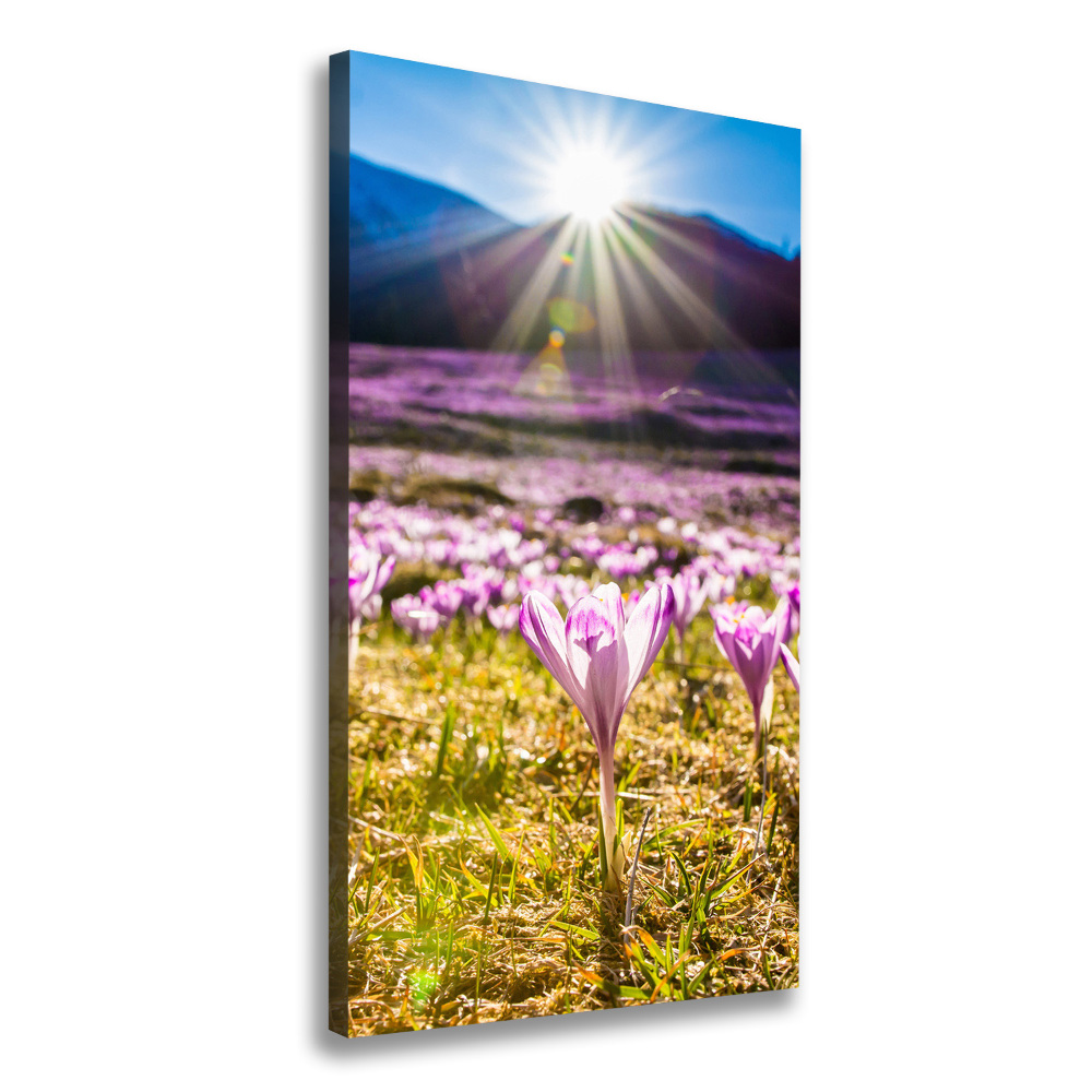 Canvas wall art Crocuses in the mountains