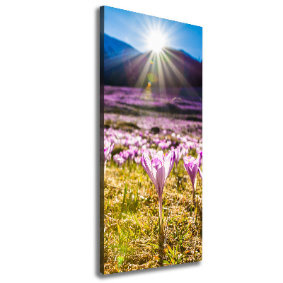 Canvas wall art Crocuses in the mountains