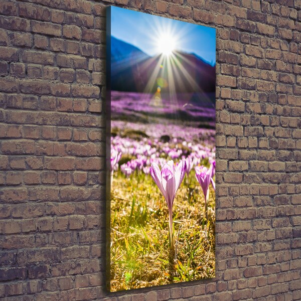 Canvas wall art Crocuses in the mountains