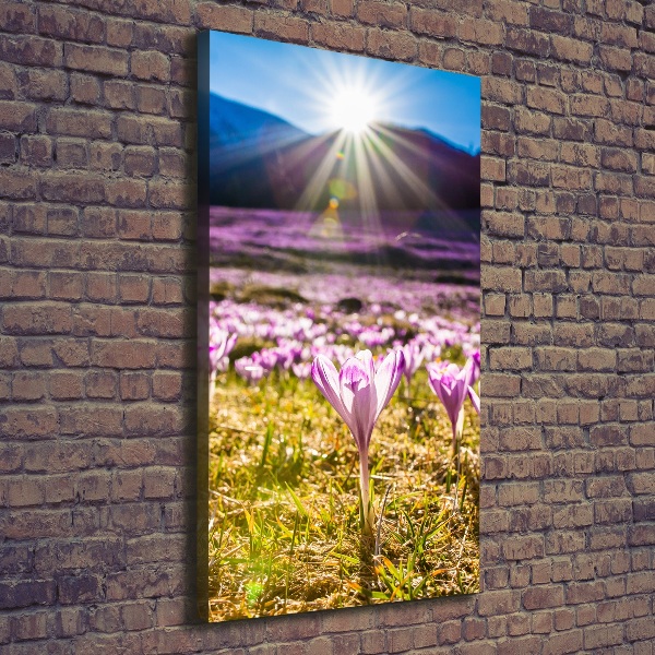 Canvas wall art Crocuses in the mountains