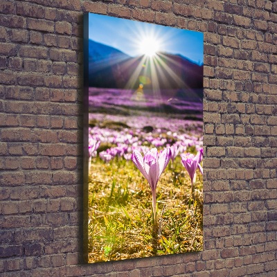 Canvas wall art Crocuses in the mountains