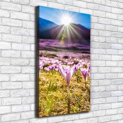 Canvas wall art Crocuses in the mountains