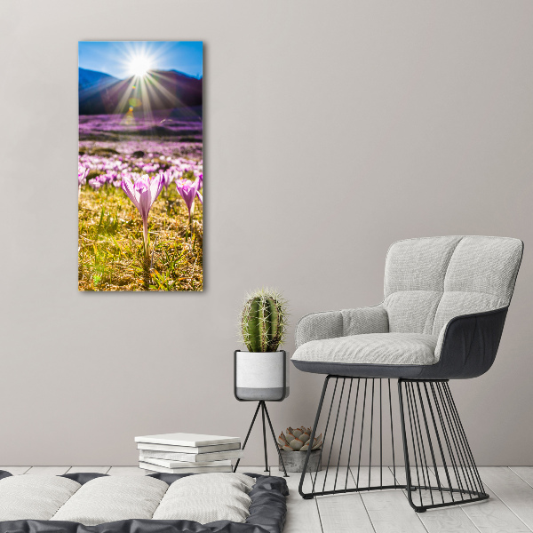 Canvas wall art Crocuses in the mountains