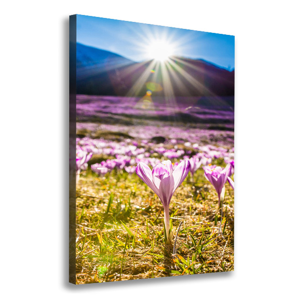 Canvas wall art Crocuses in the mountains