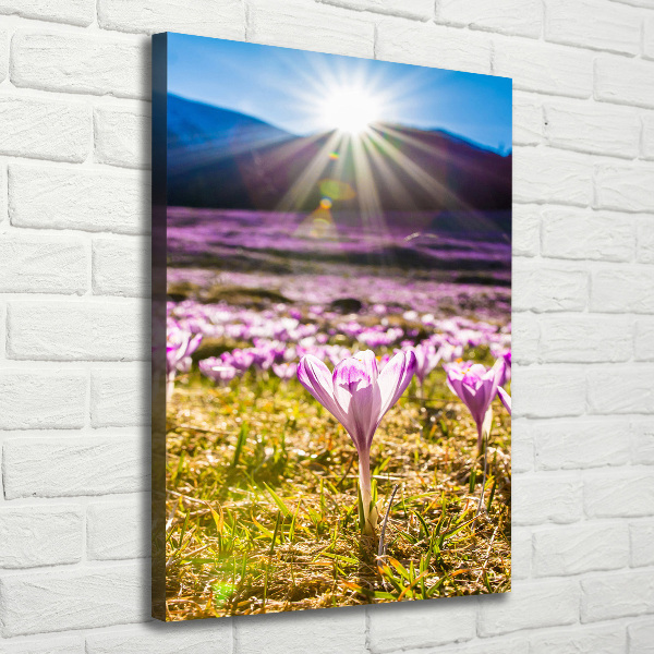 Canvas wall art Crocuses in the mountains