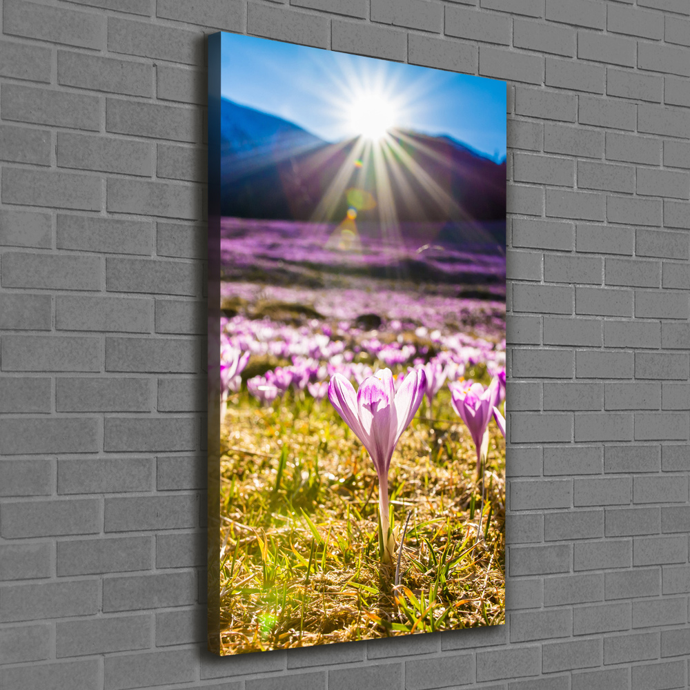 Canvas wall art Crocuses in the mountains