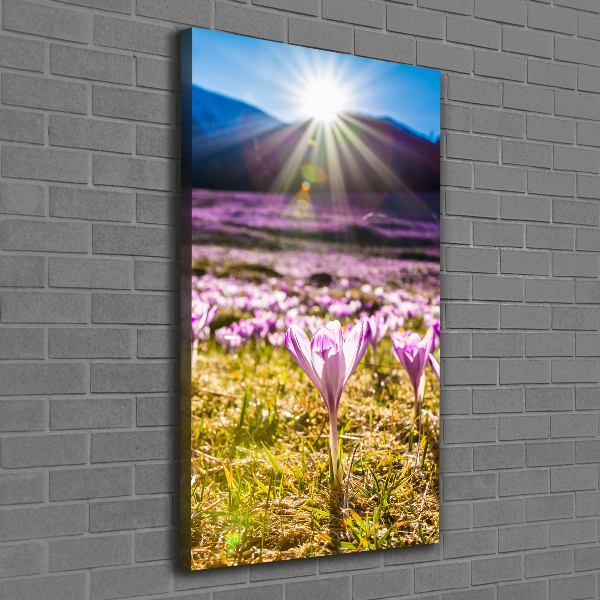 Canvas wall art Crocuses in the mountains