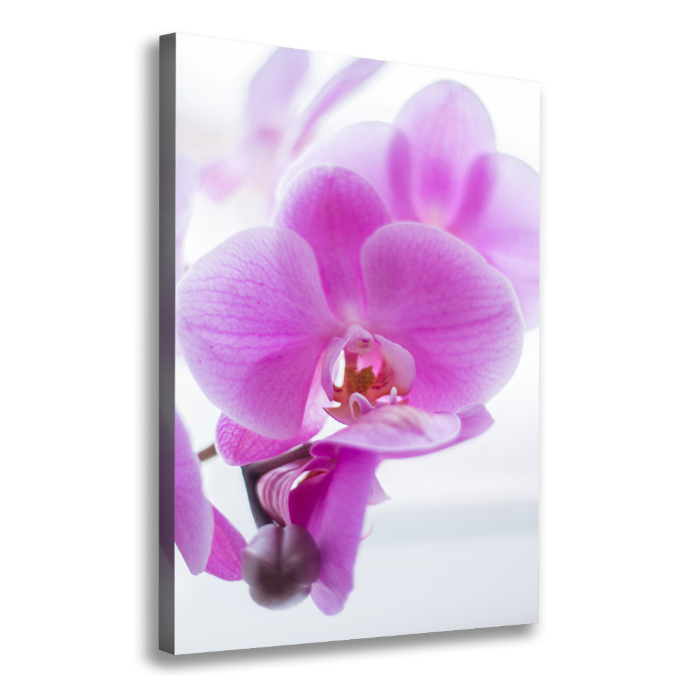 Canvas print Pink orchid