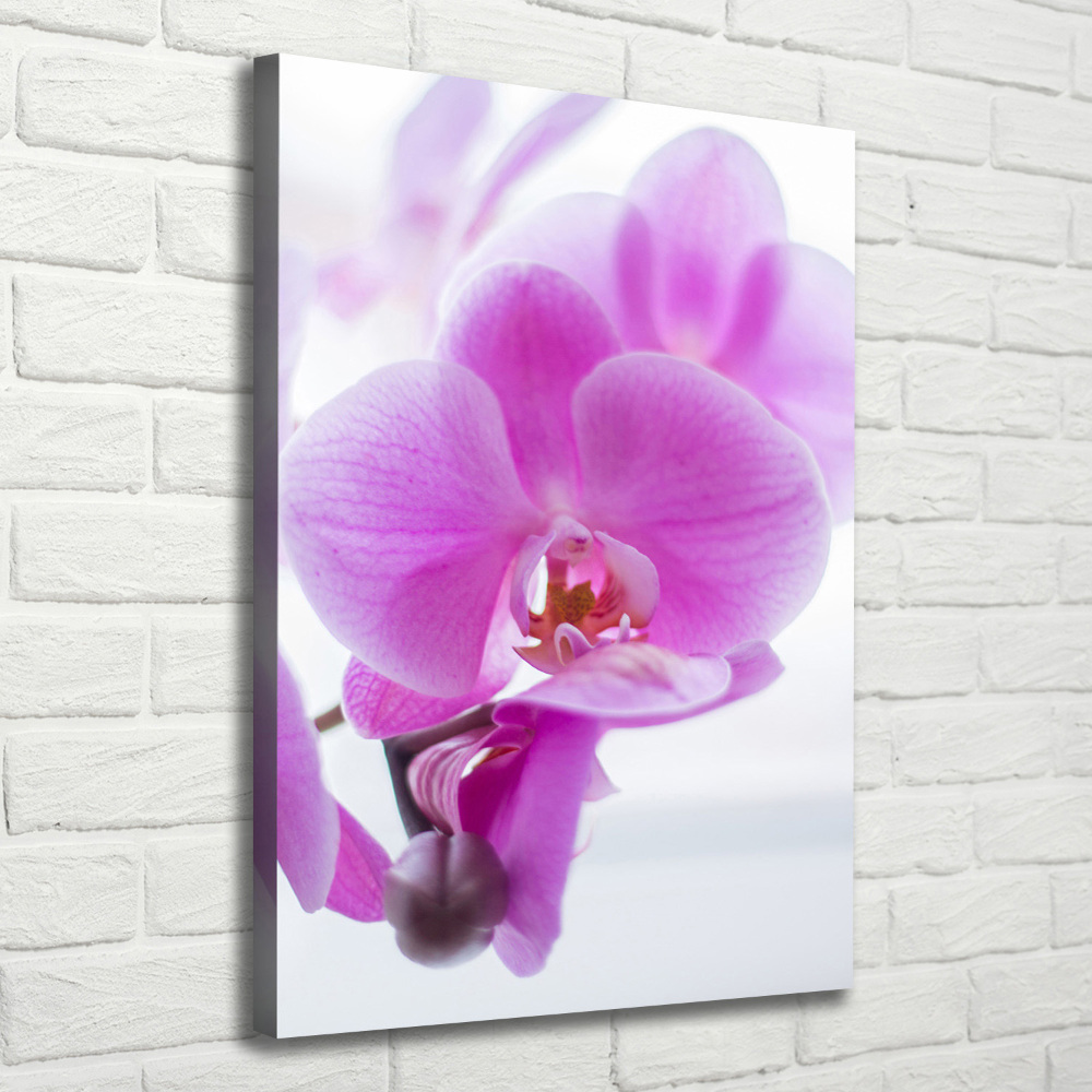 Canvas print Pink orchid