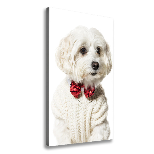 Canvas wall art Maltese in a bow tie