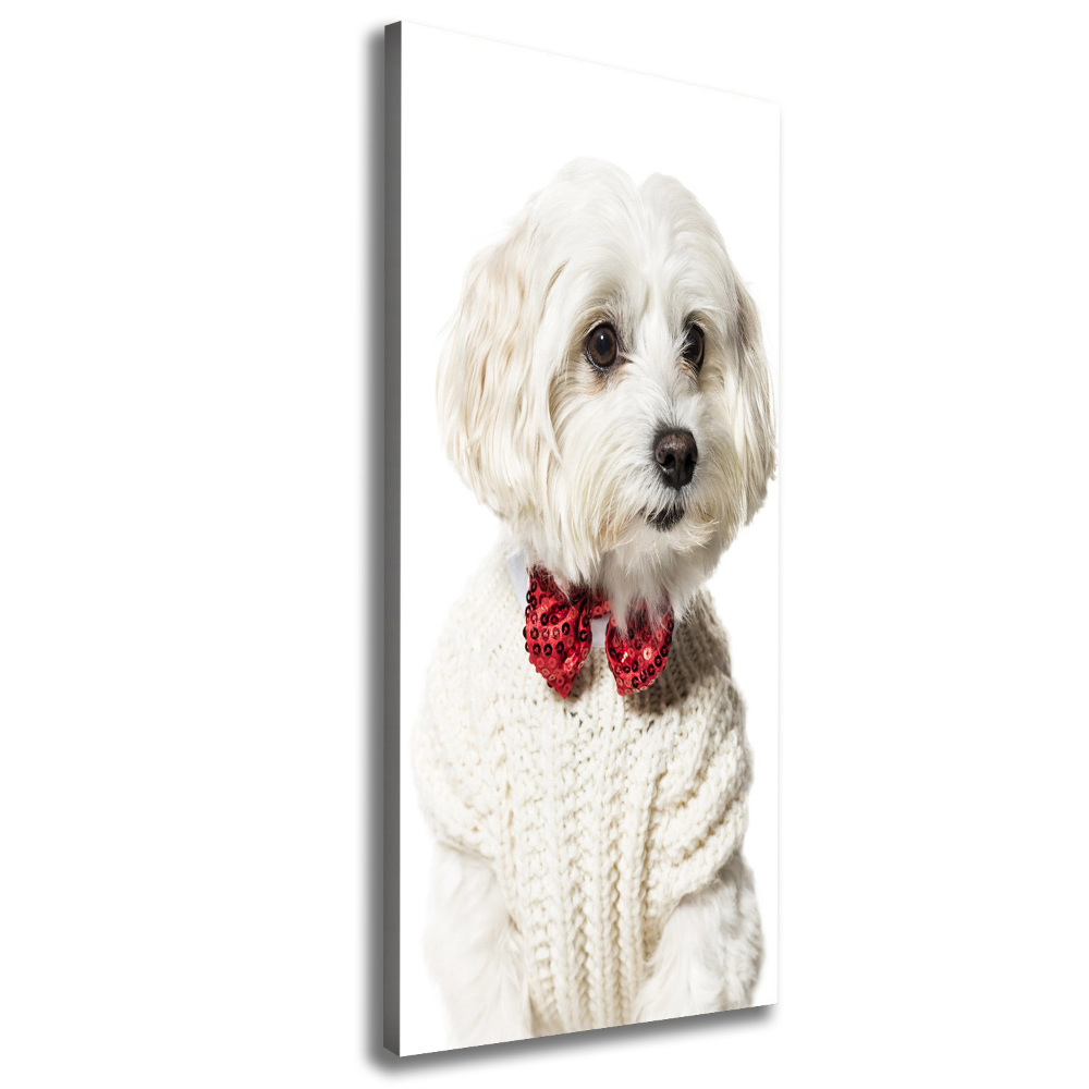 Canvas wall art Maltese in a bow tie