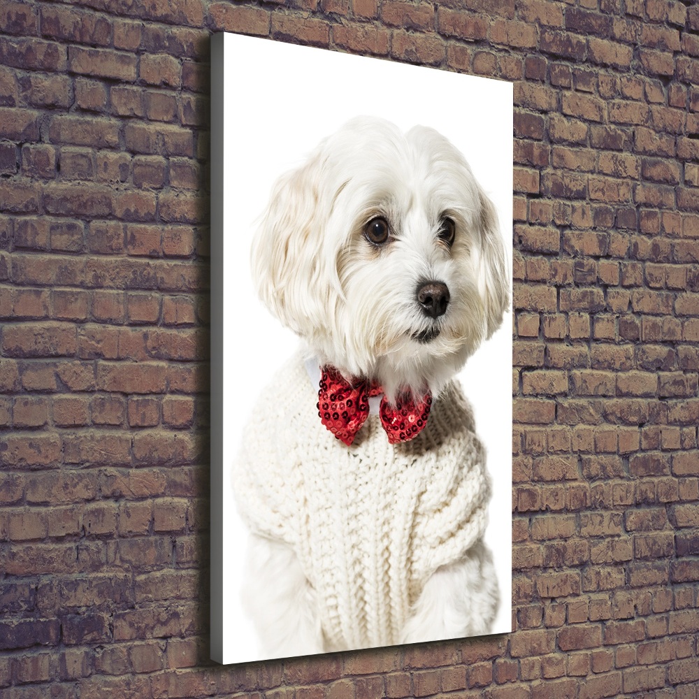 Canvas wall art Maltese in a bow tie