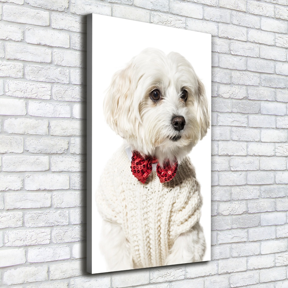 Canvas wall art Maltese in a bow tie