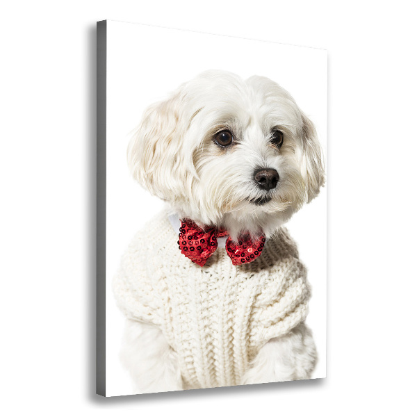 Canvas wall art Maltese in a bow tie