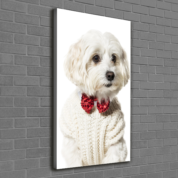 Canvas wall art Maltese in a bow tie