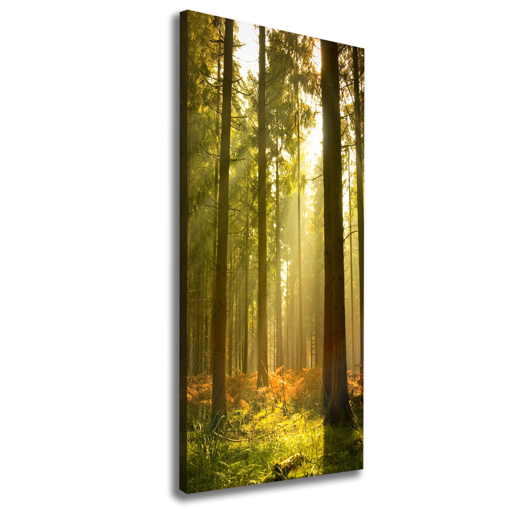 Large canvas wall art Beautiful forest