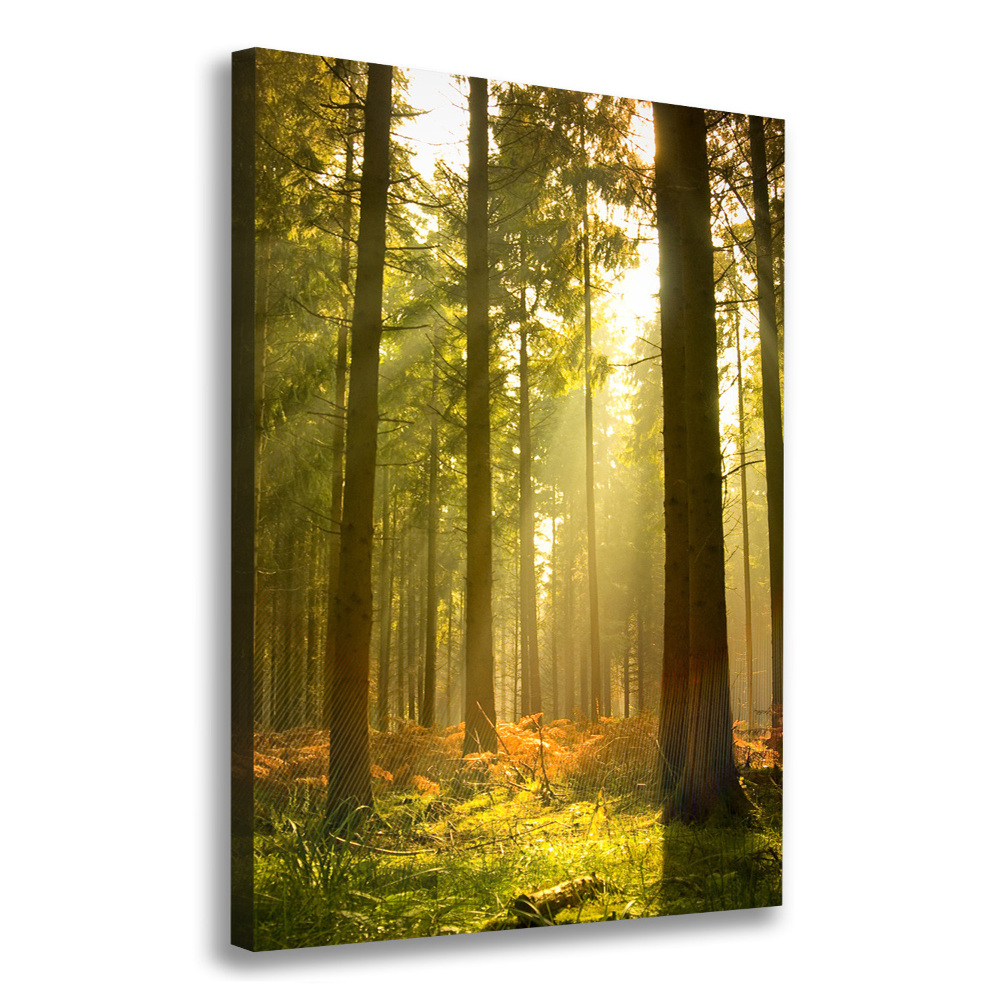 Large canvas wall art Beautiful forest