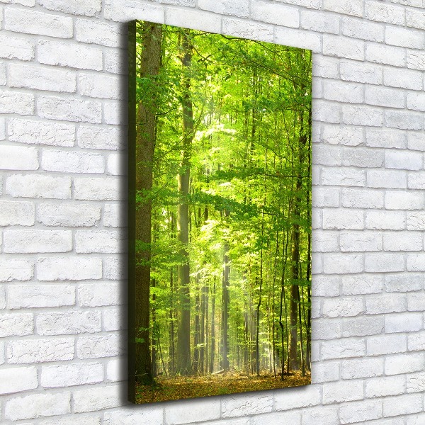 Canvas print Beech forest