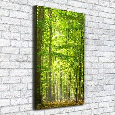 Canvas print Beech forest