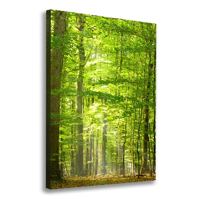 Canvas print Beech forest