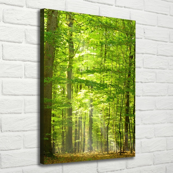 Canvas print Beech forest