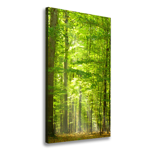 Canvas print Beech forest