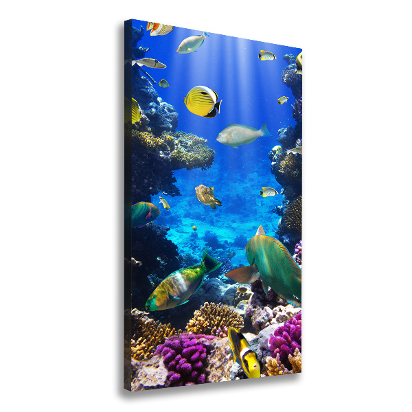 Canvas print Coral reef