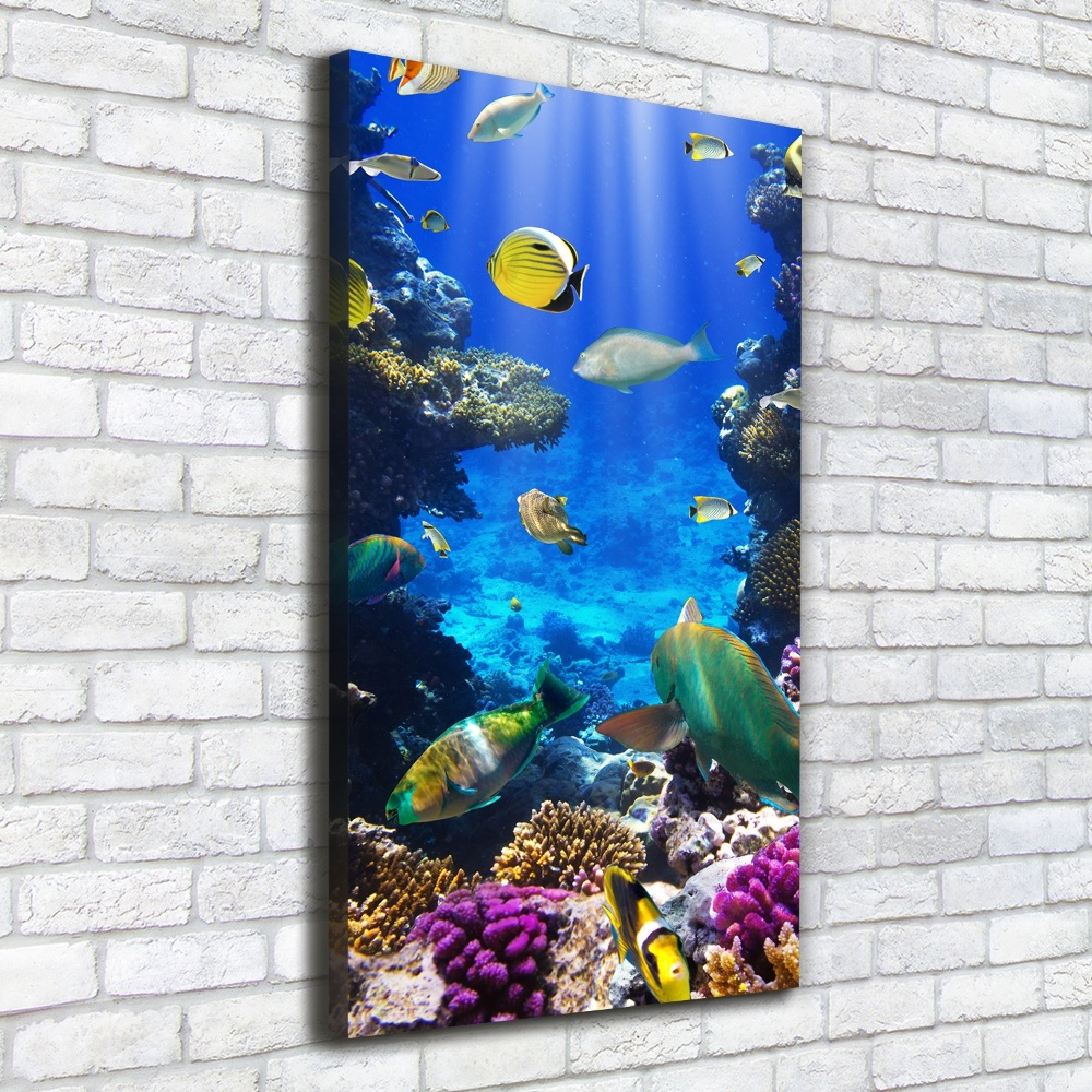 Canvas print Coral reef