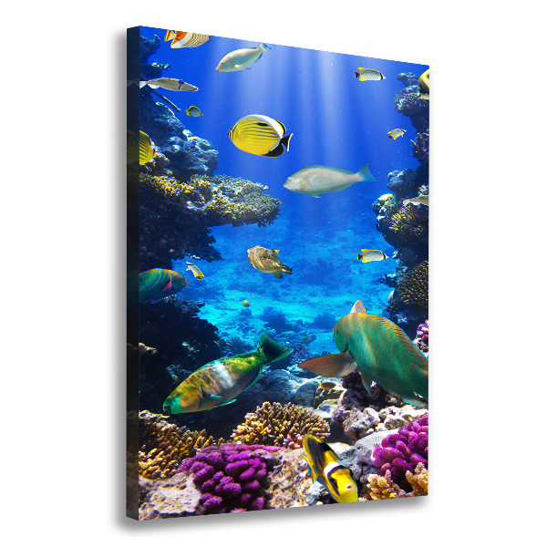 Canvas print Coral reef