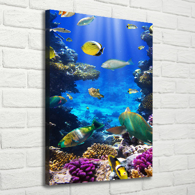 Canvas print Coral reef