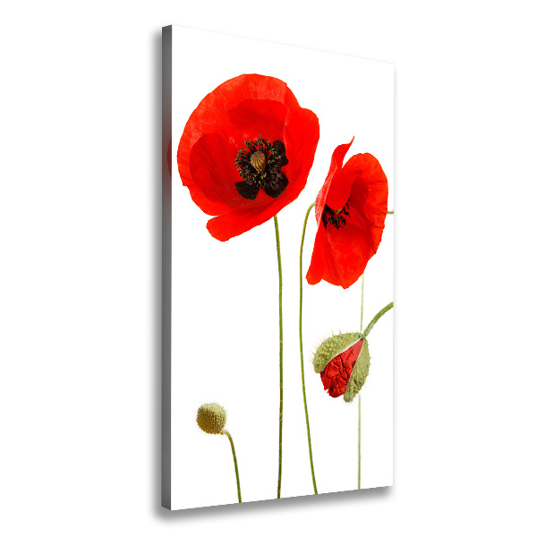 Canvas print Field poppies