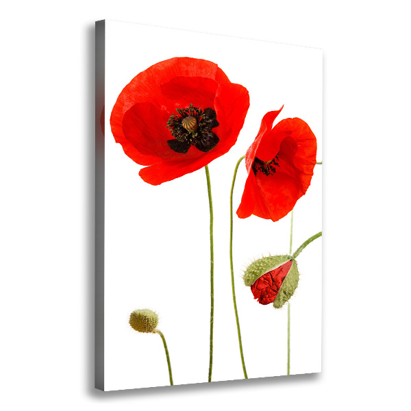 Canvas print Field poppies