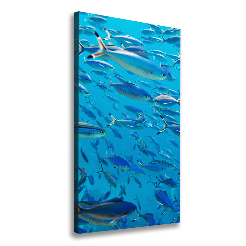 Canvas wall art Coral fish