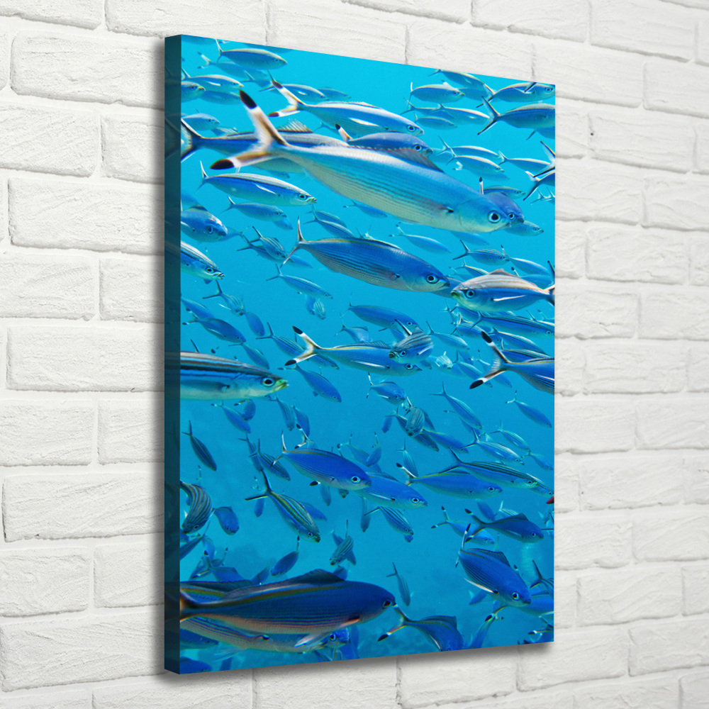 Canvas wall art Coral fish