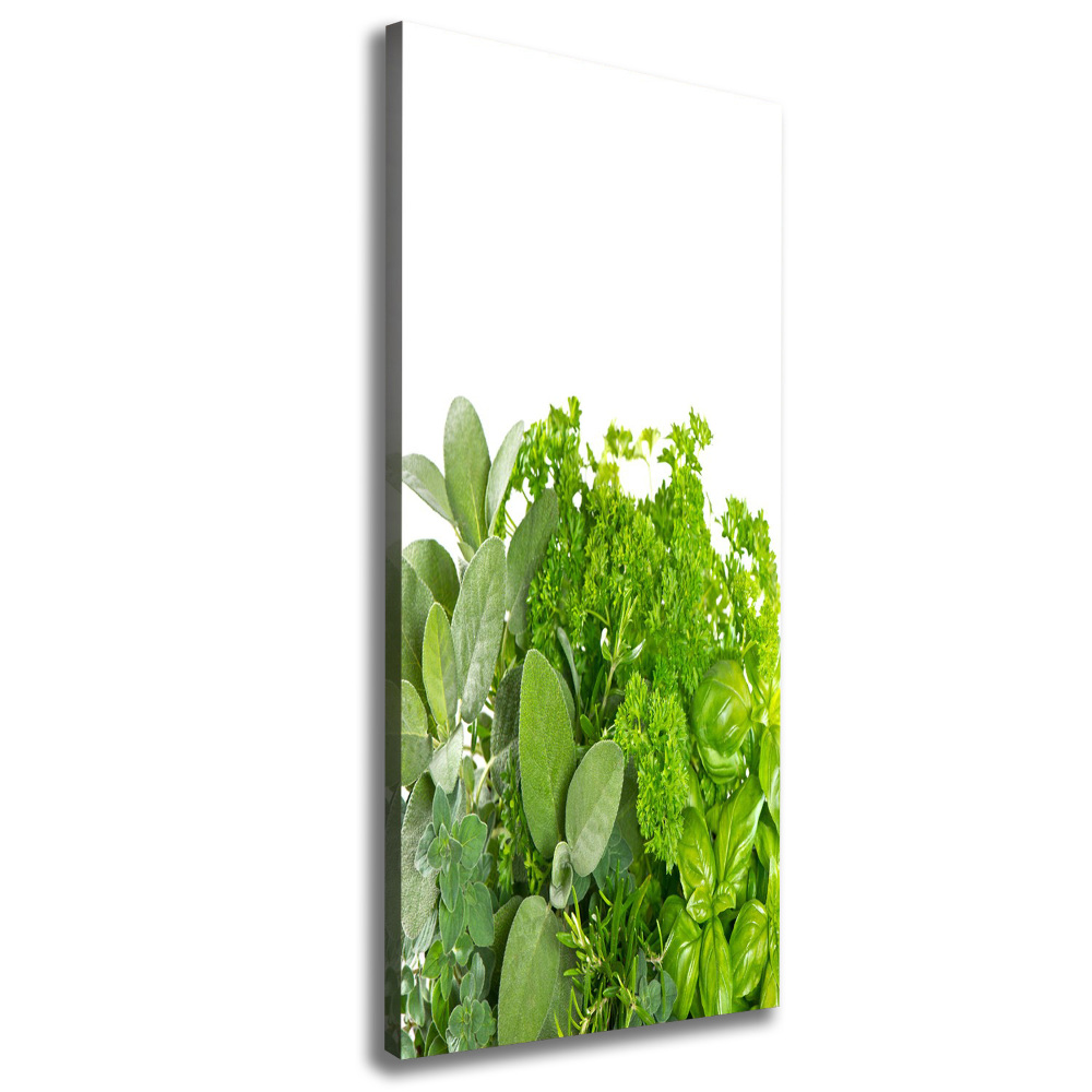 Canvas print Herbs